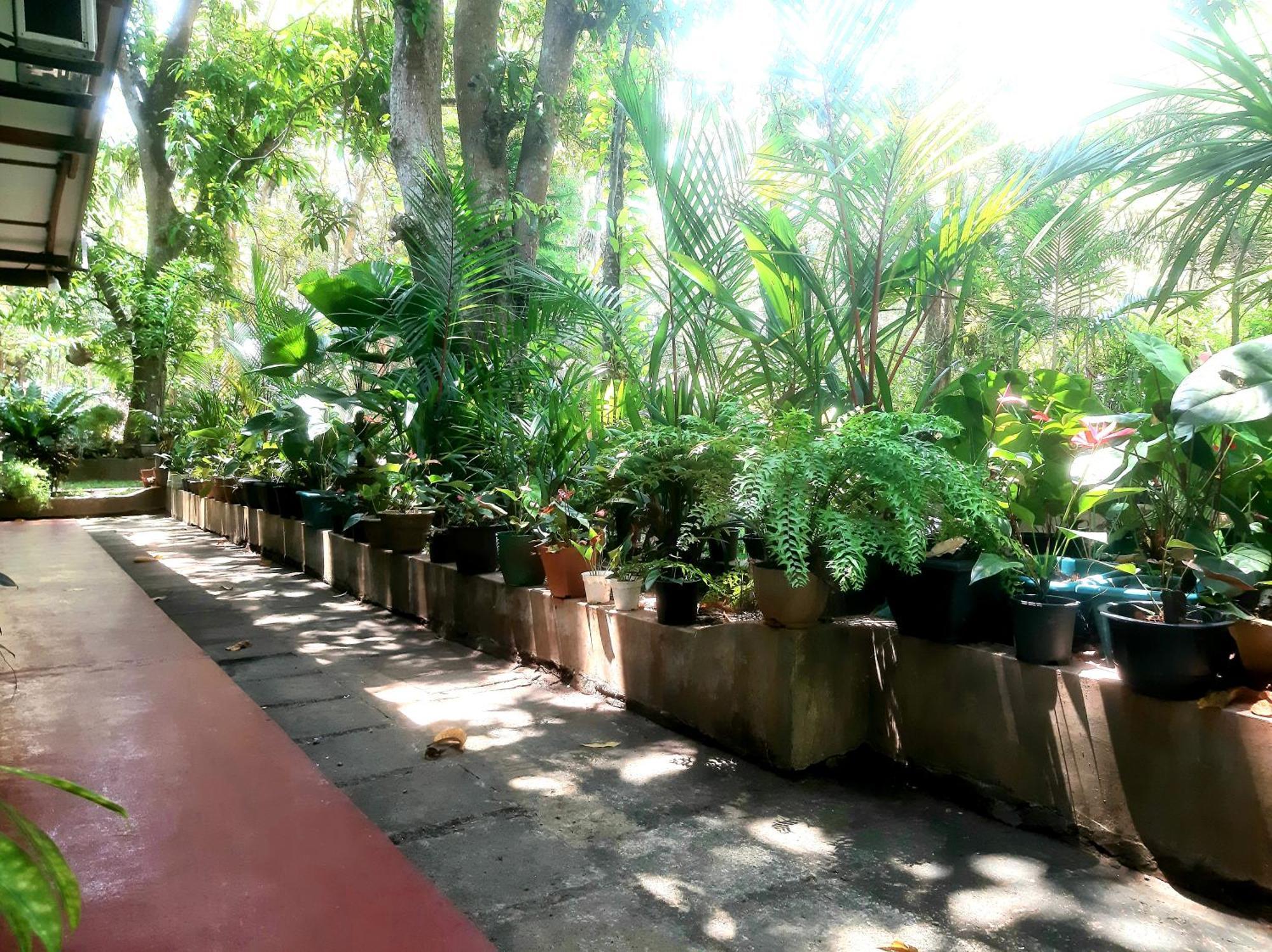 Palitha Homestay Sigiriya Ngoại thất bức ảnh